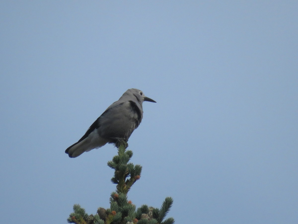 konglekråke - ML488221271