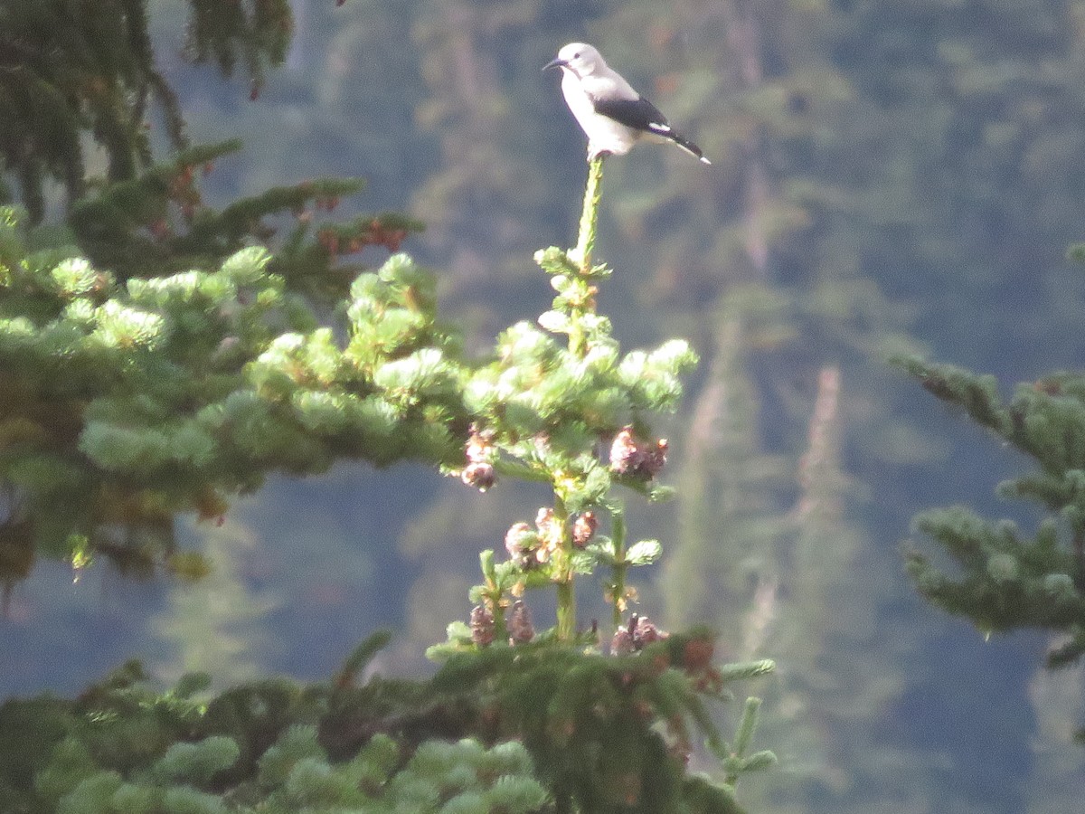 Clark's Nutcracker - ML488221341