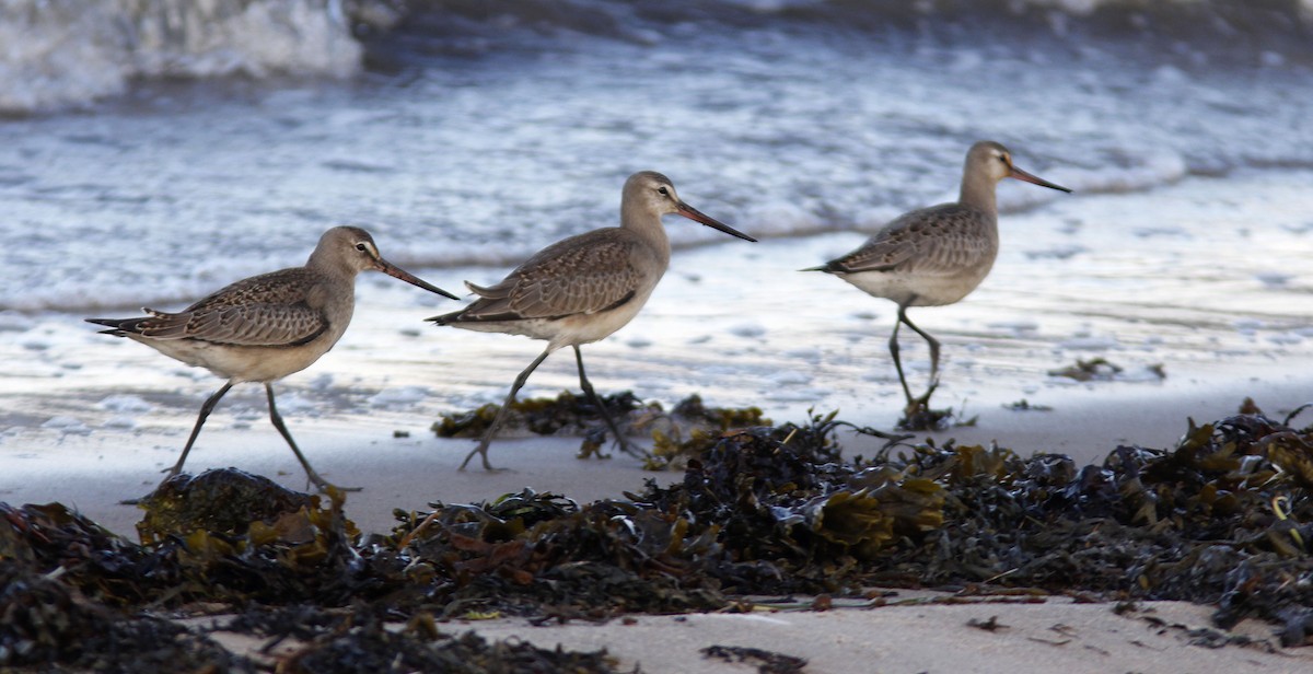 Hudsonian Godwit - Patrick Laporte