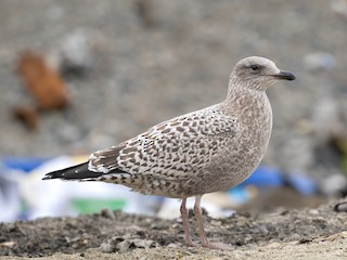 セグロカモメ - eBird