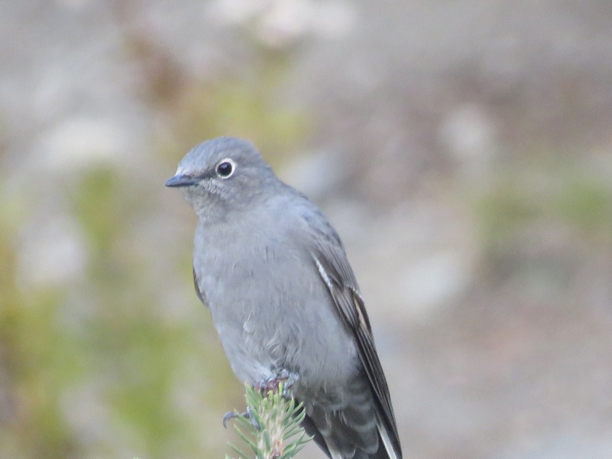 Townsend's Solitaire - ML488221891