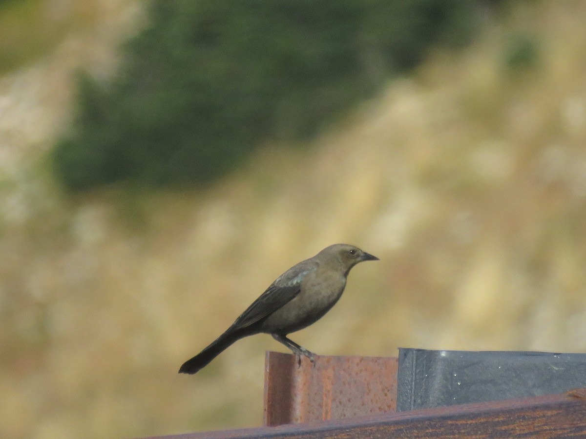 Brewer's Blackbird - ML488222051