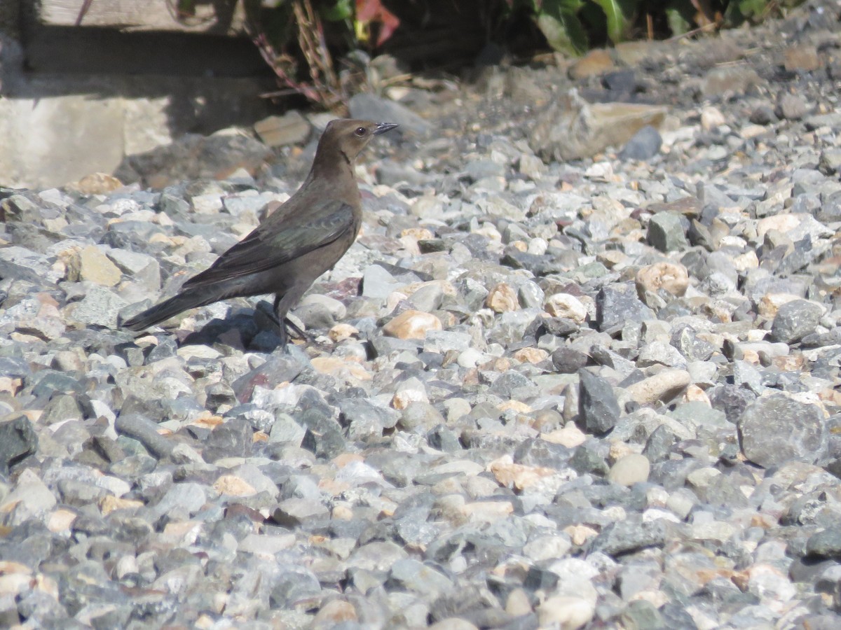 Brewer's Blackbird - ML488222151