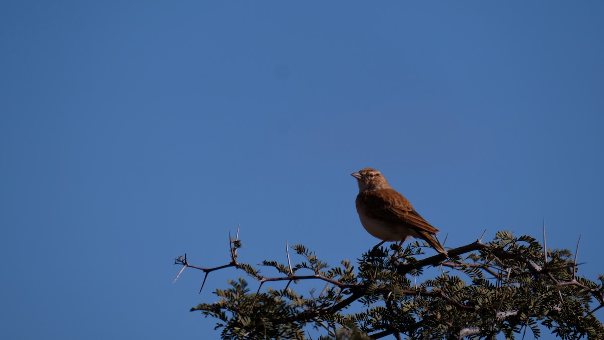 Fawn-colored Lark (Fawn-colored) - ML488222621