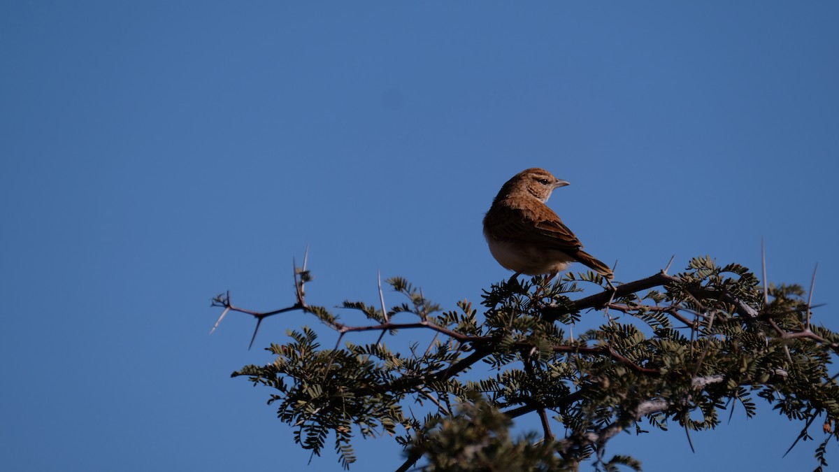 Fawn-colored Lark (Fawn-colored) - ML488222631