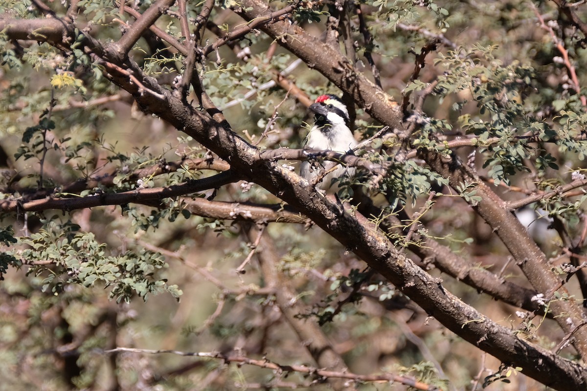 Pied Barbet - ML488223111