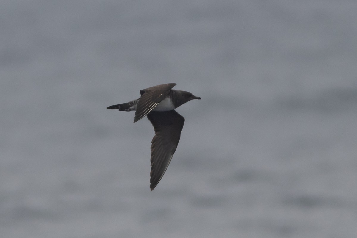 Long-tailed Jaeger - ML488223701