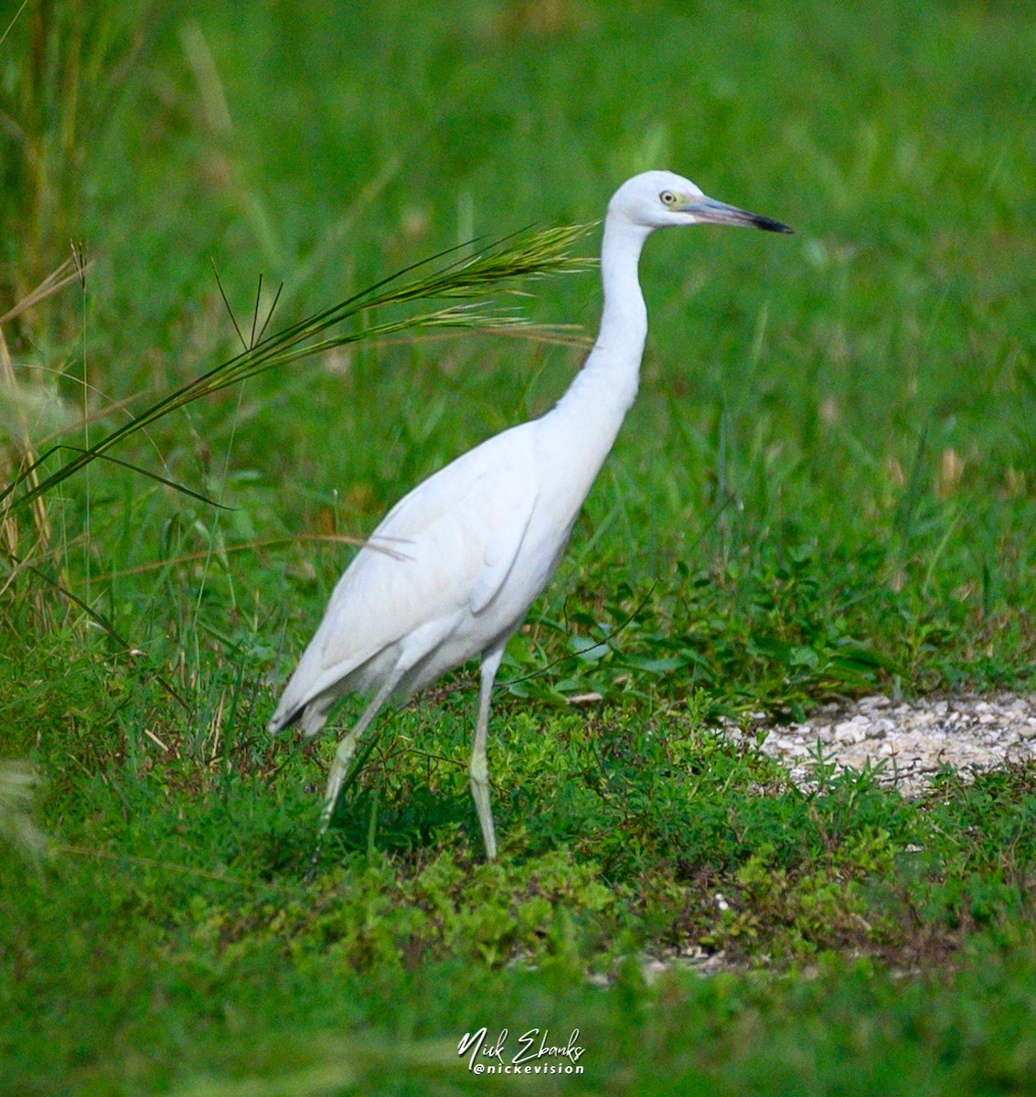 Little Blue Heron - ML488223921