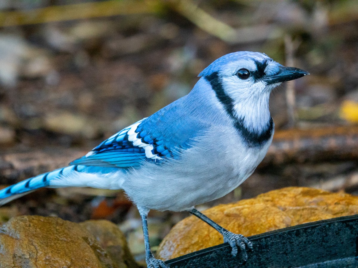 Blue Jay - ML488224051