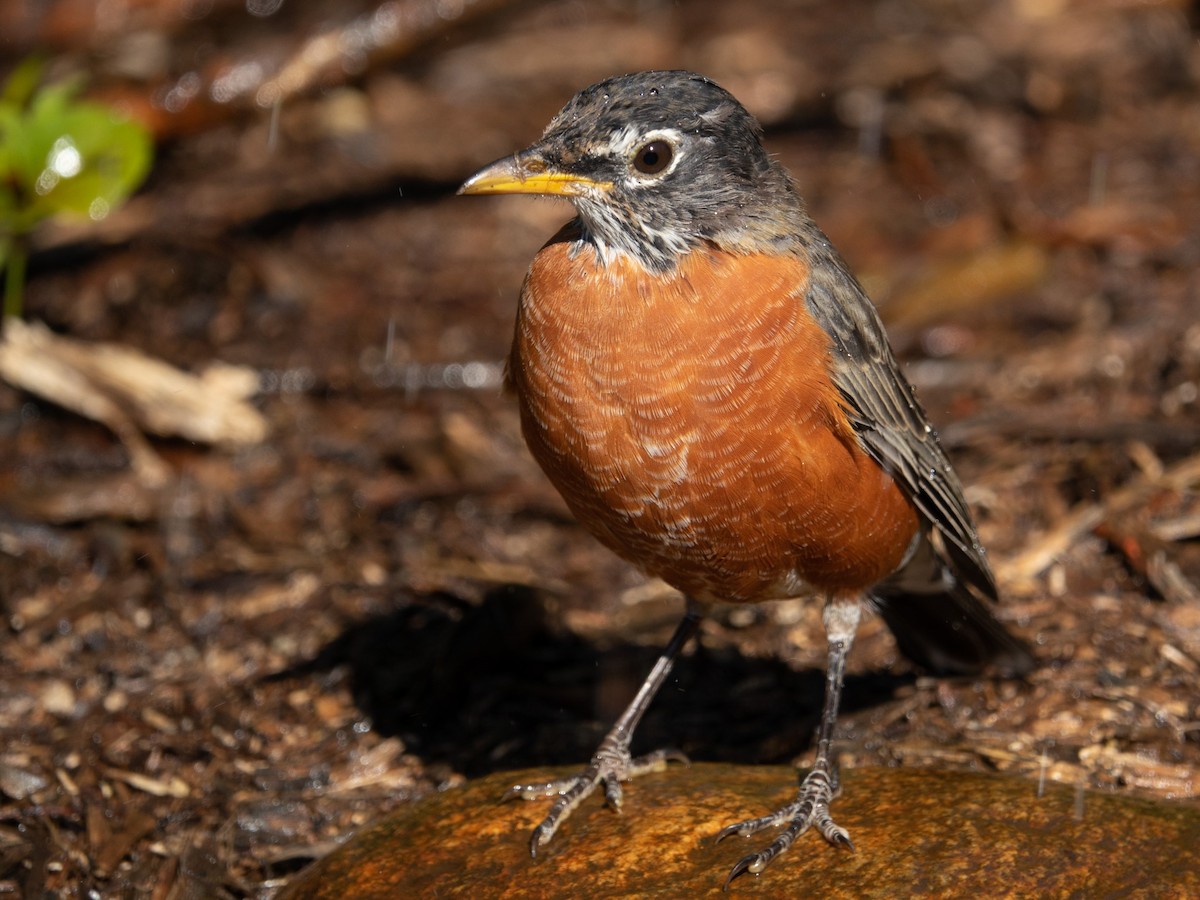 American Robin - ML488224441