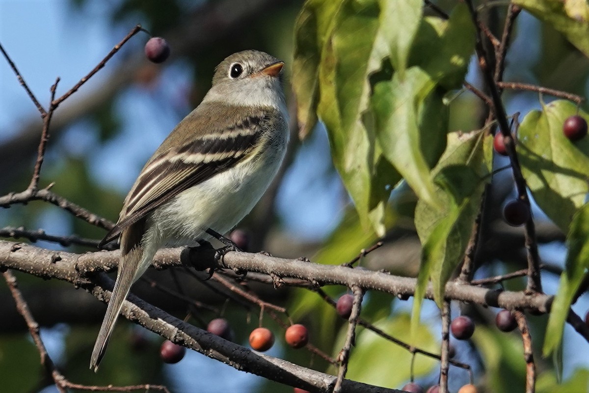 Least Flycatcher - ML488224811