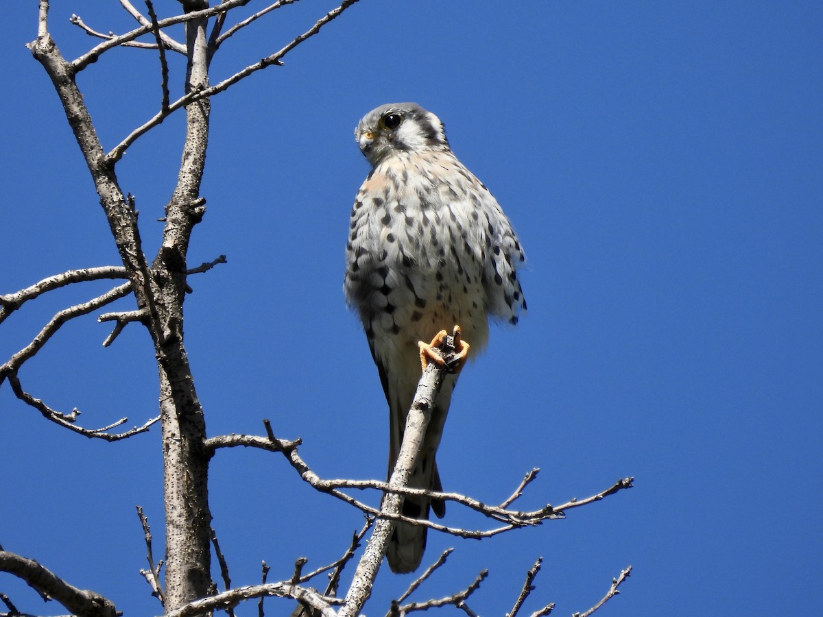 American Kestrel - ML488224961