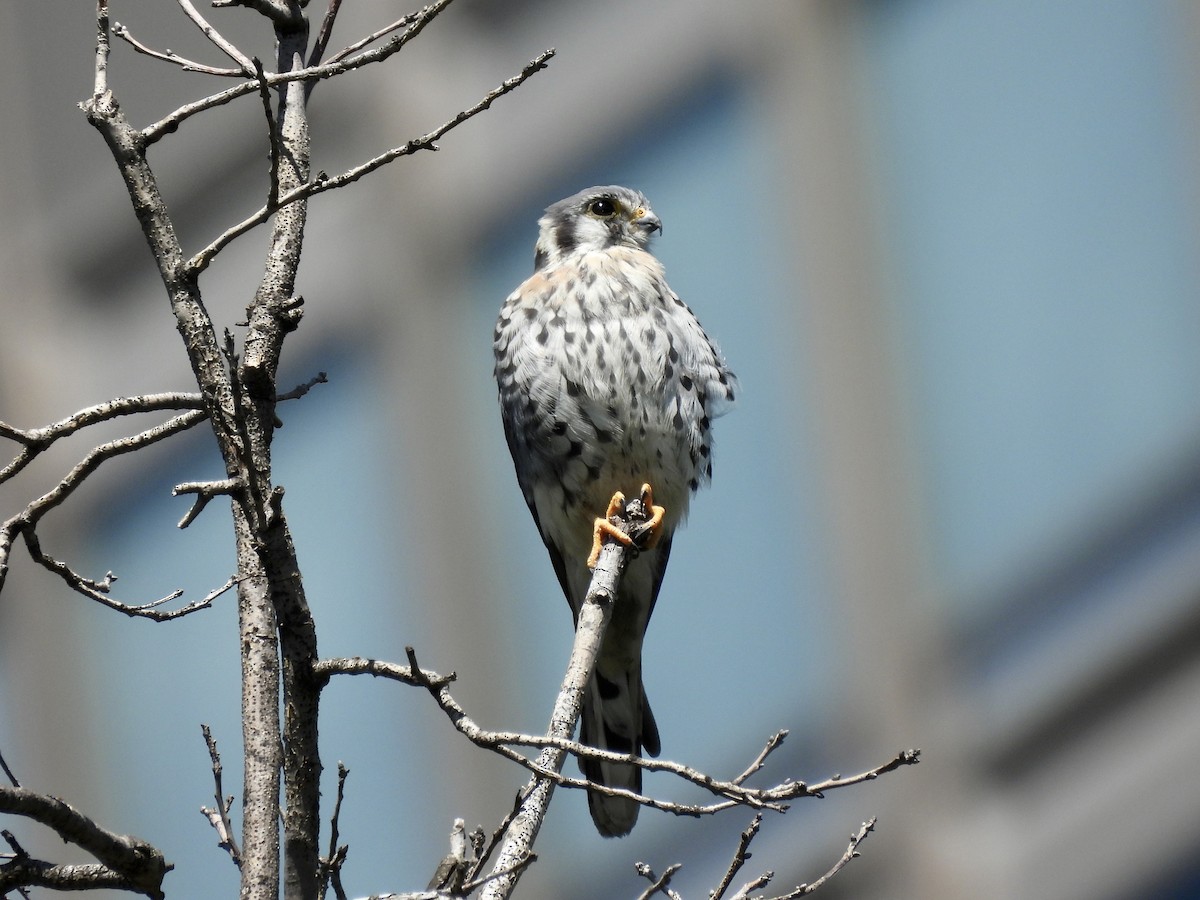 American Kestrel - ML488224971