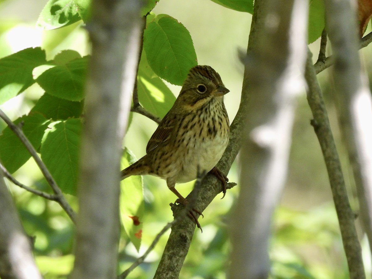 Lincoln's Sparrow - ML488225051