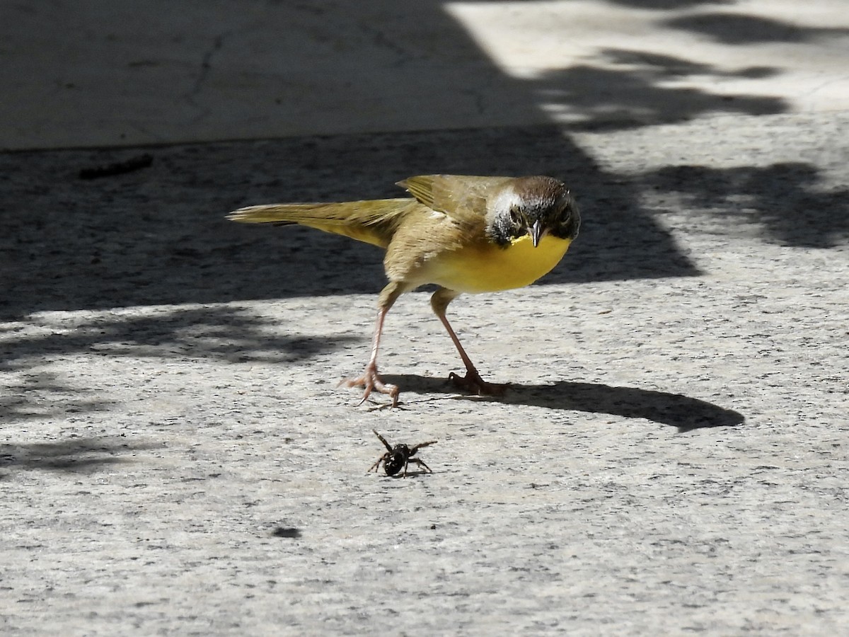 Common Yellowthroat - ML488225211