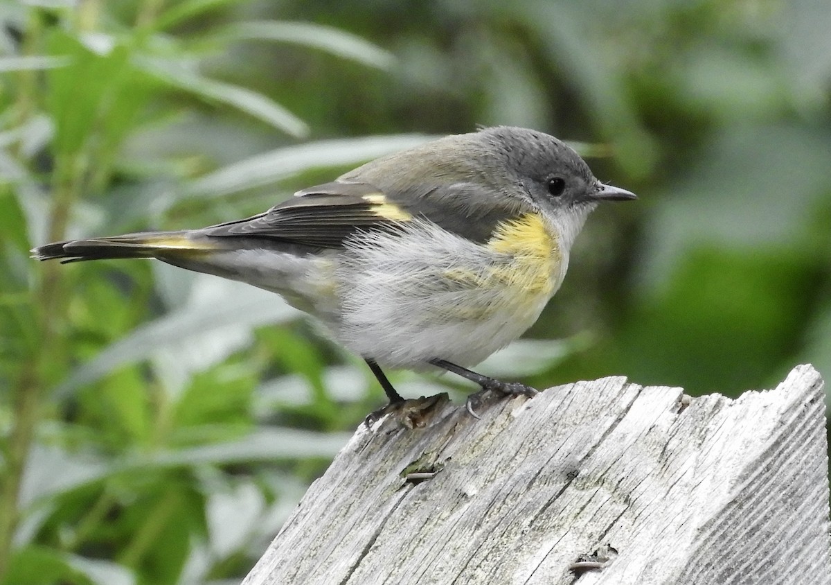 American Redstart - ML488226861