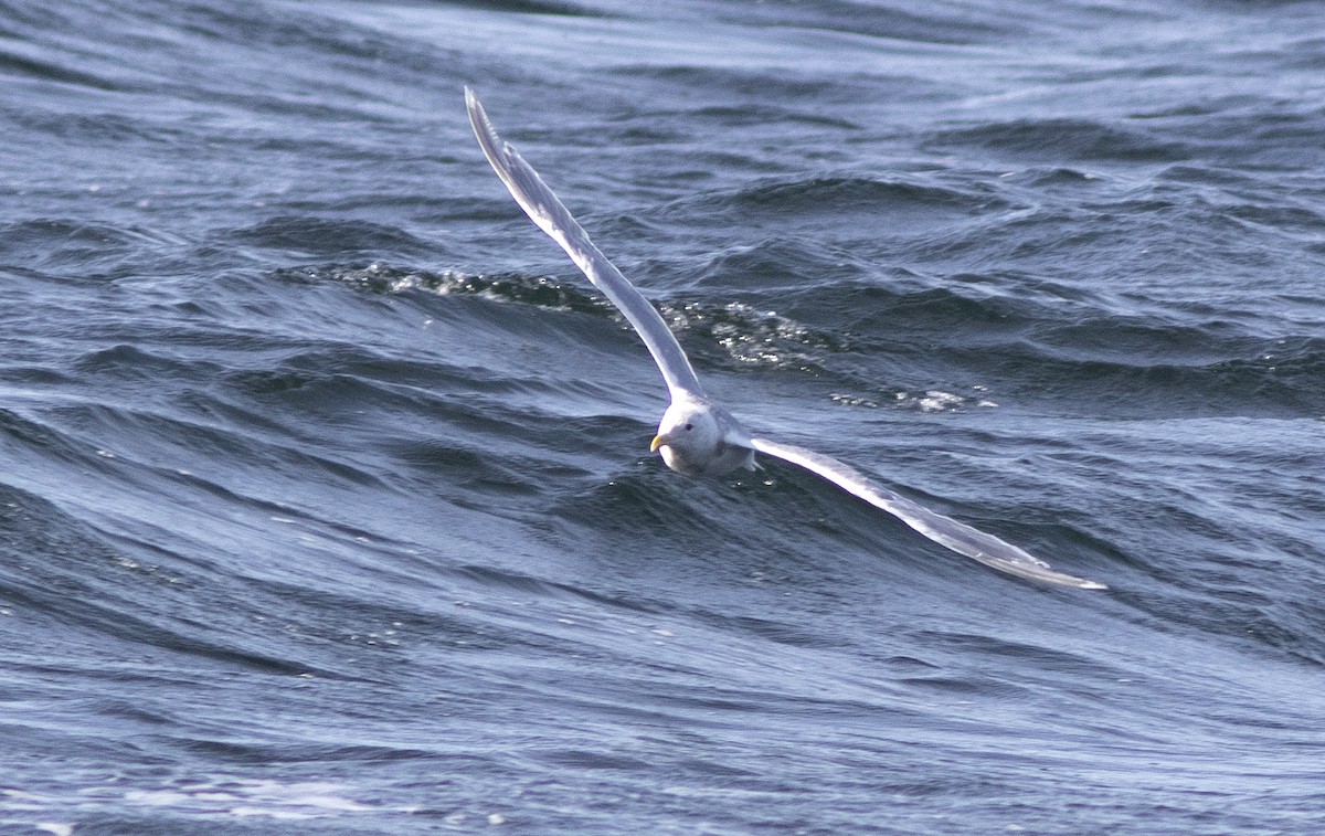 Glaucous-winged Gull - ML488227231