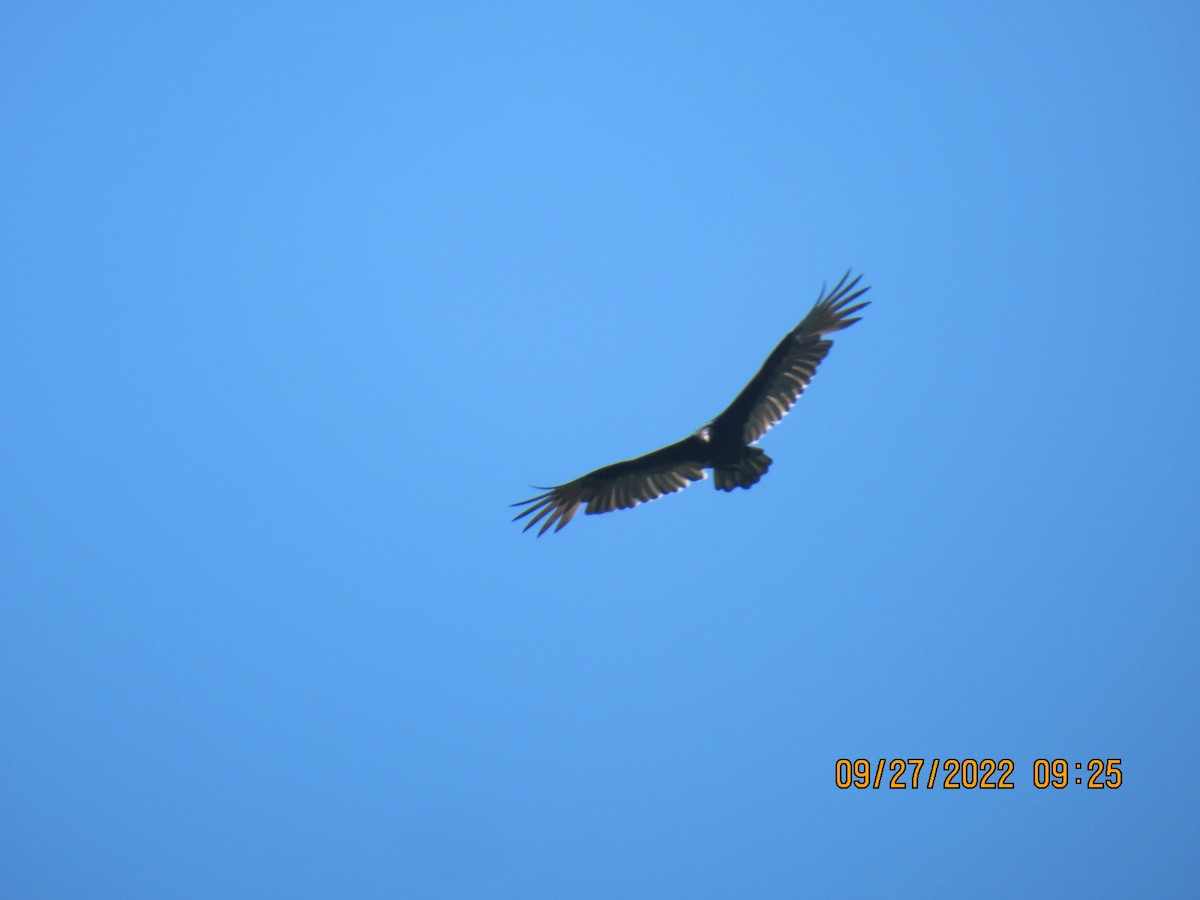 Turkey Vulture - ML488227581