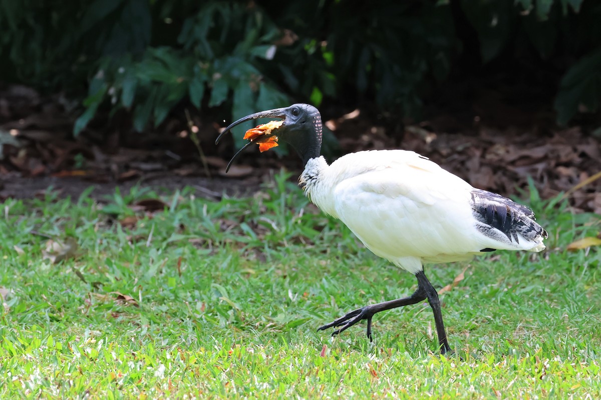 Australian Ibis - Mark and Angela McCaffrey