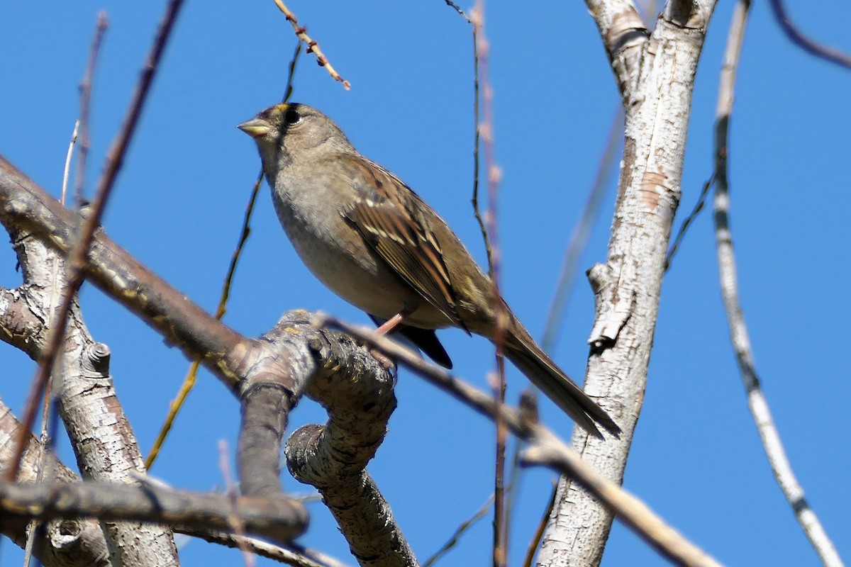 Golden-crowned Sparrow - Monica P