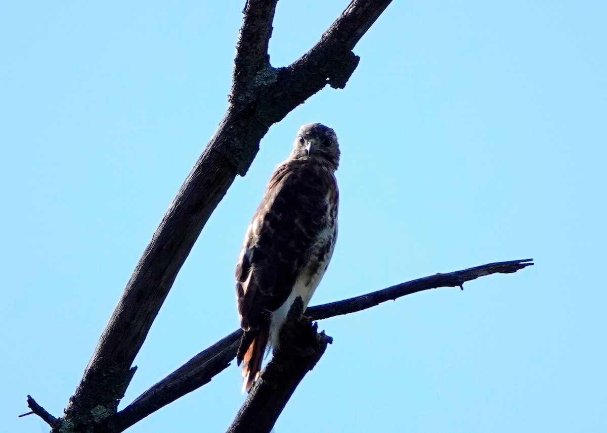 Rotschwanzbussard - ML488230031