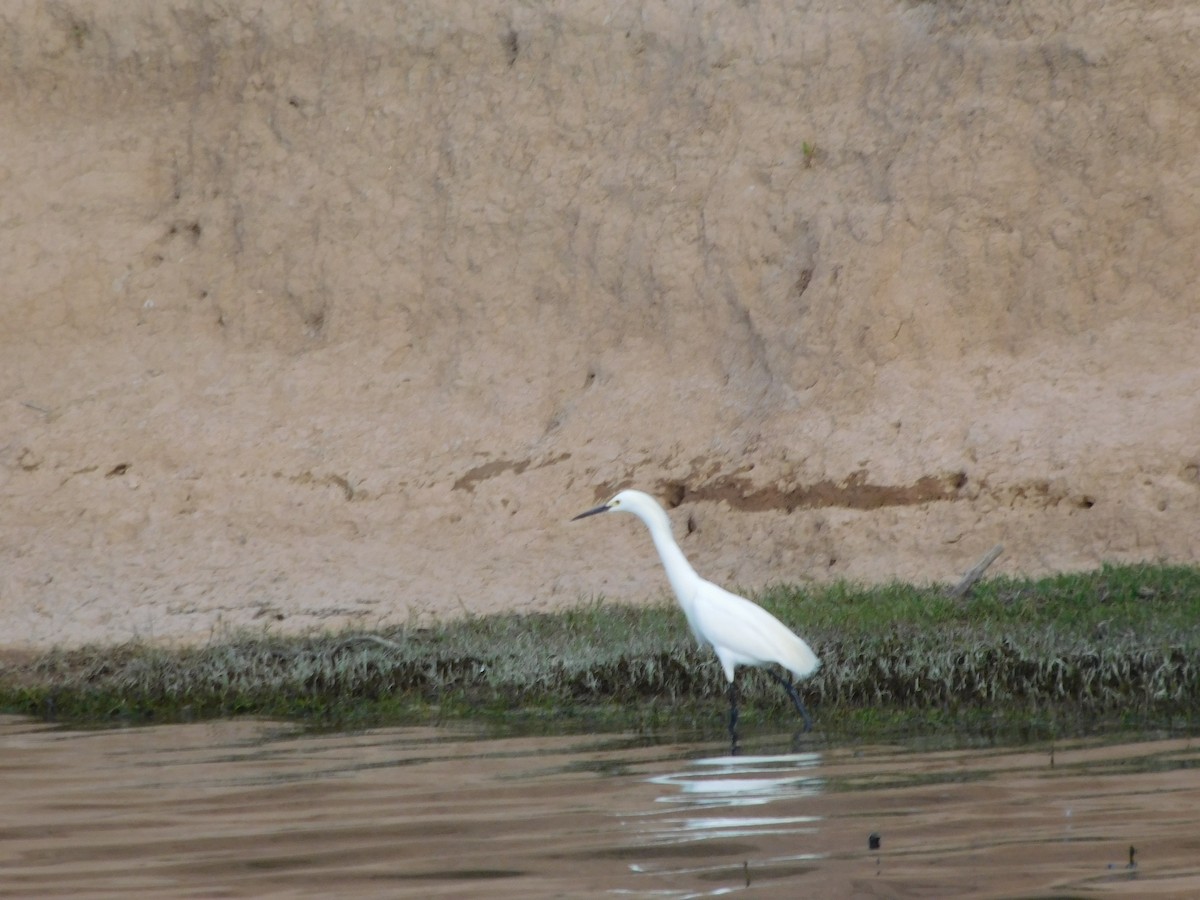 Snowy Egret - ML488230161