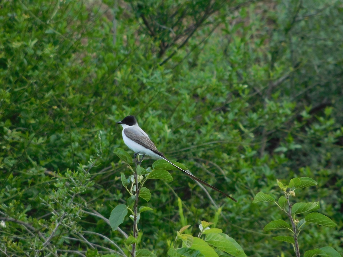 Fork-tailed Flycatcher - ML488230261