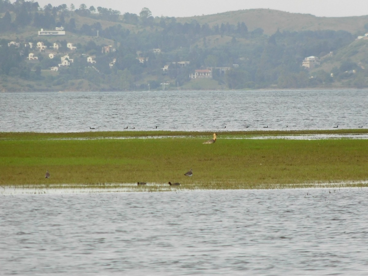 Buff-necked Ibis - ML488230371