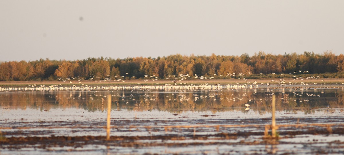 Ring-billed Gull - Irene Crosland