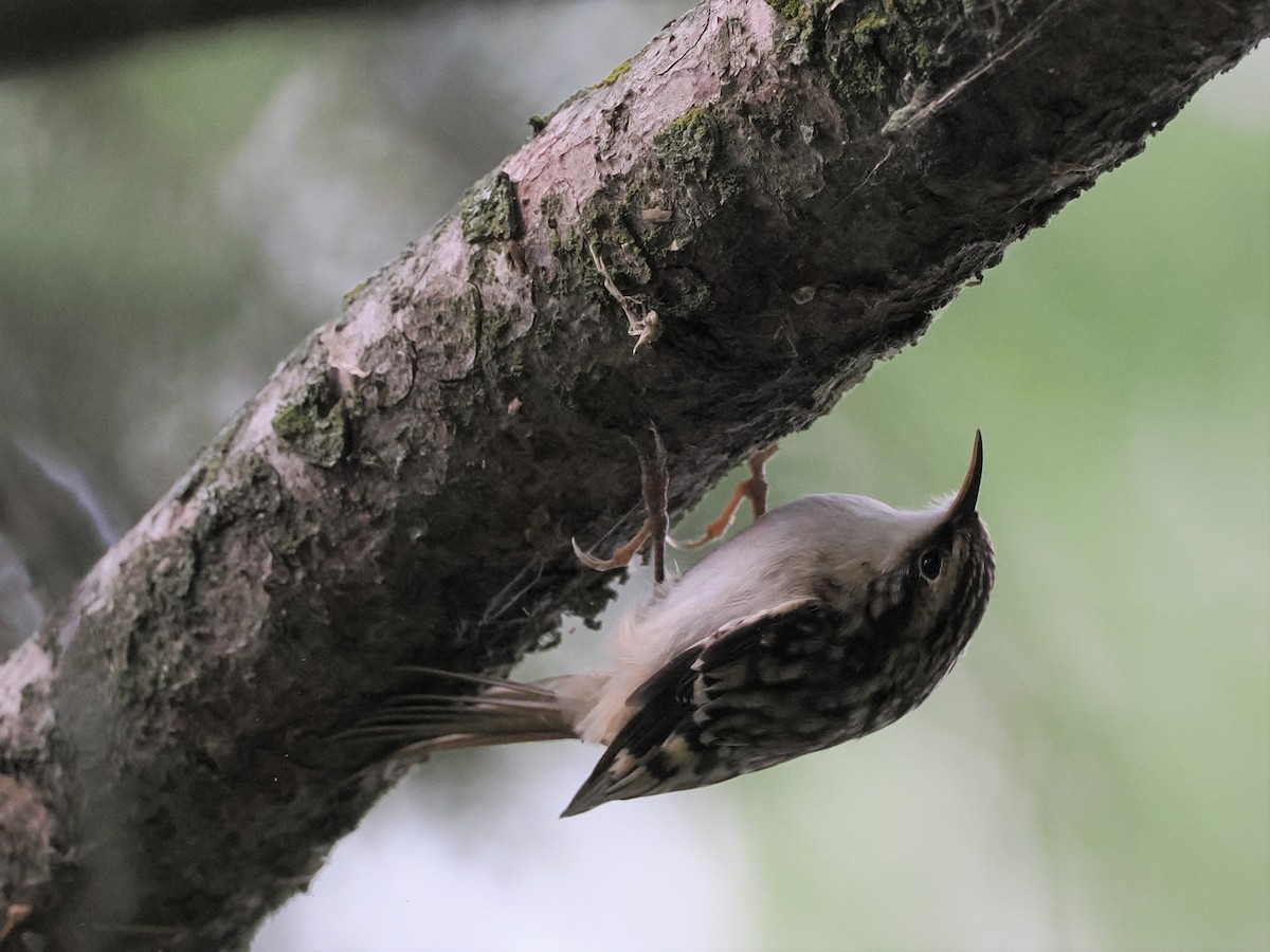 Brown Creeper - ML488232381