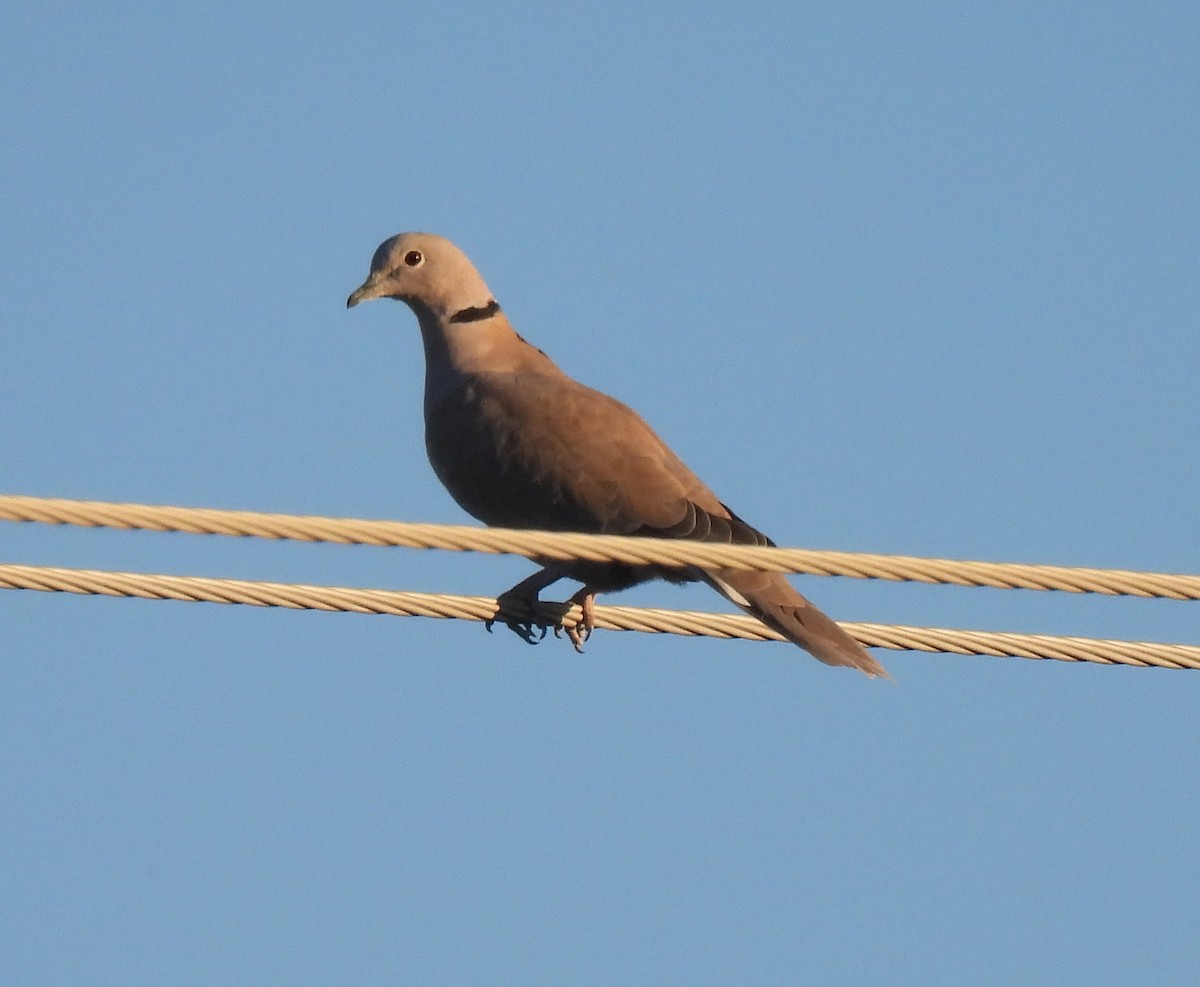 Eurasian Collared-Dove - ML488233001
