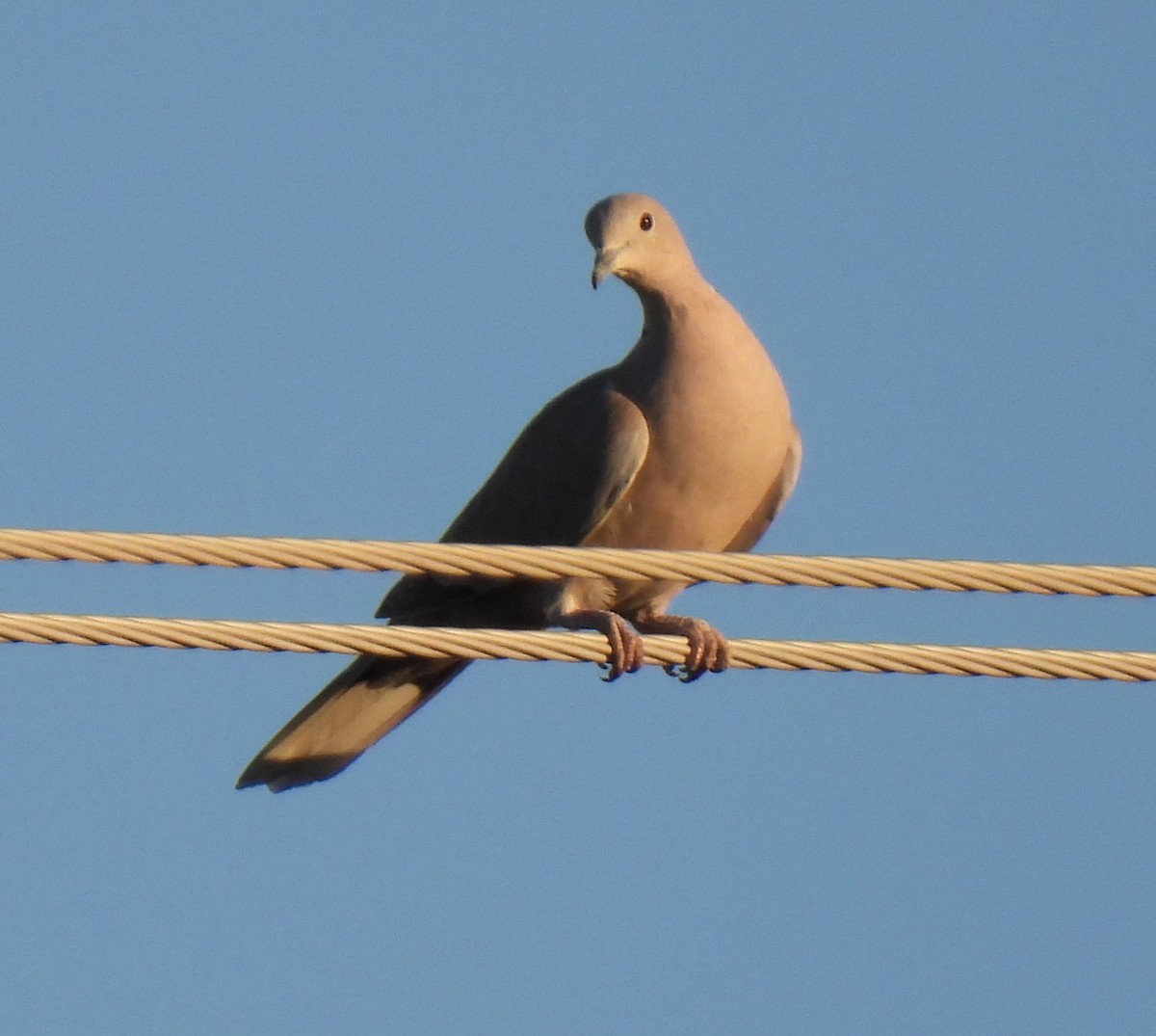 Eurasian Collared-Dove - ML488233011