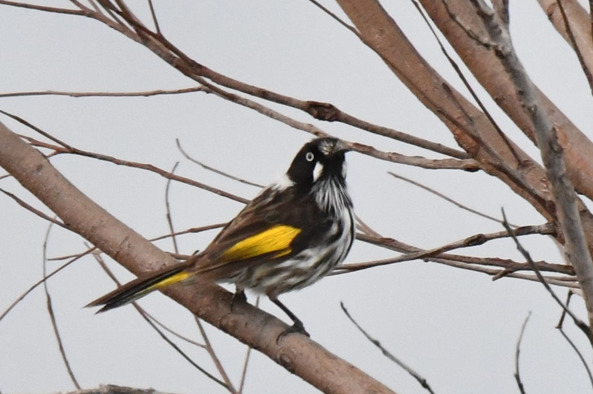 New Holland Honeyeater - ML488233731