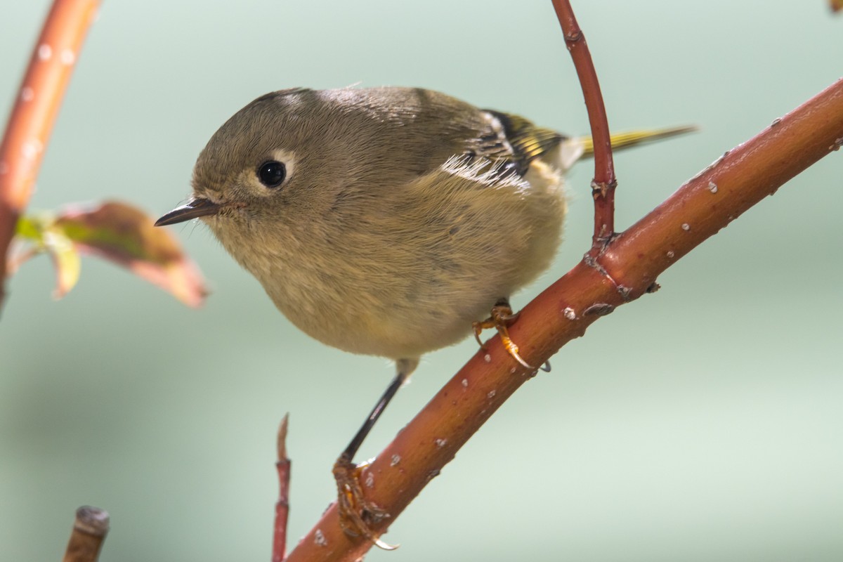 Ruby-crowned Kinglet - ML488234091