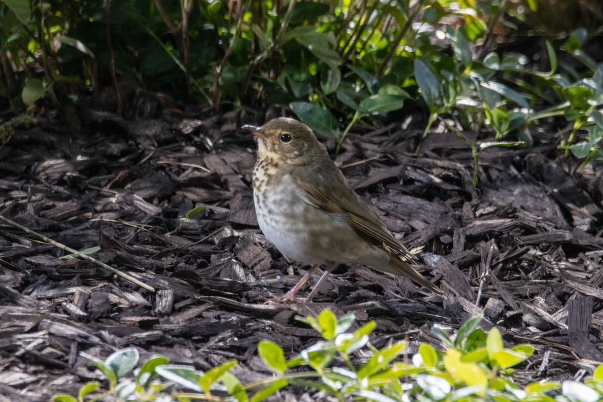 Swainson's Thrush - ML488234191