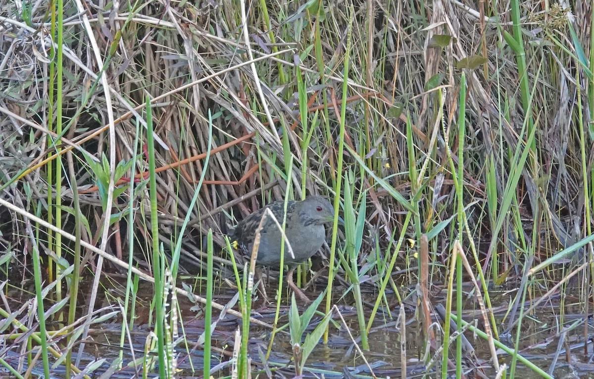 Ash-throated Crake - ML488234271