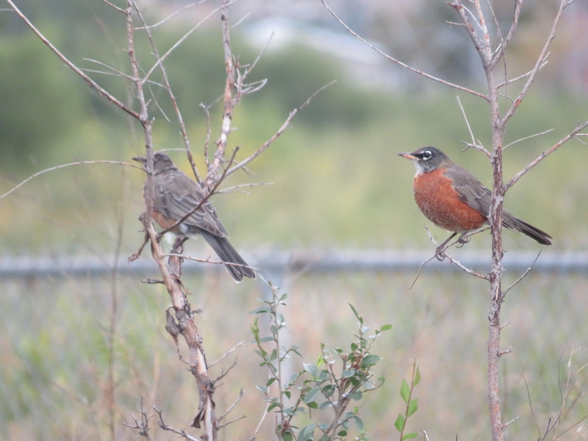 American Robin - ML488234761