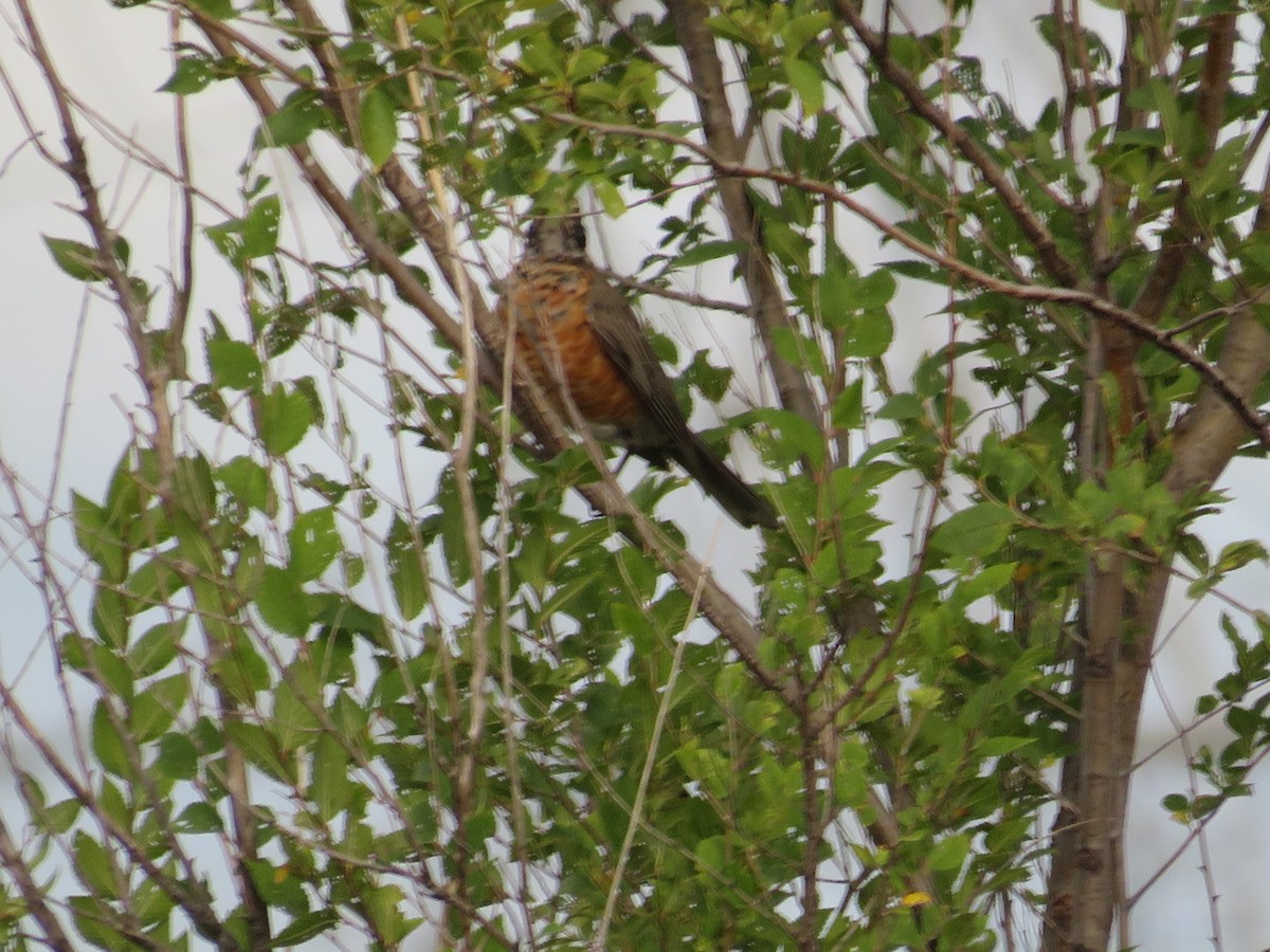 American Robin - ML488234771