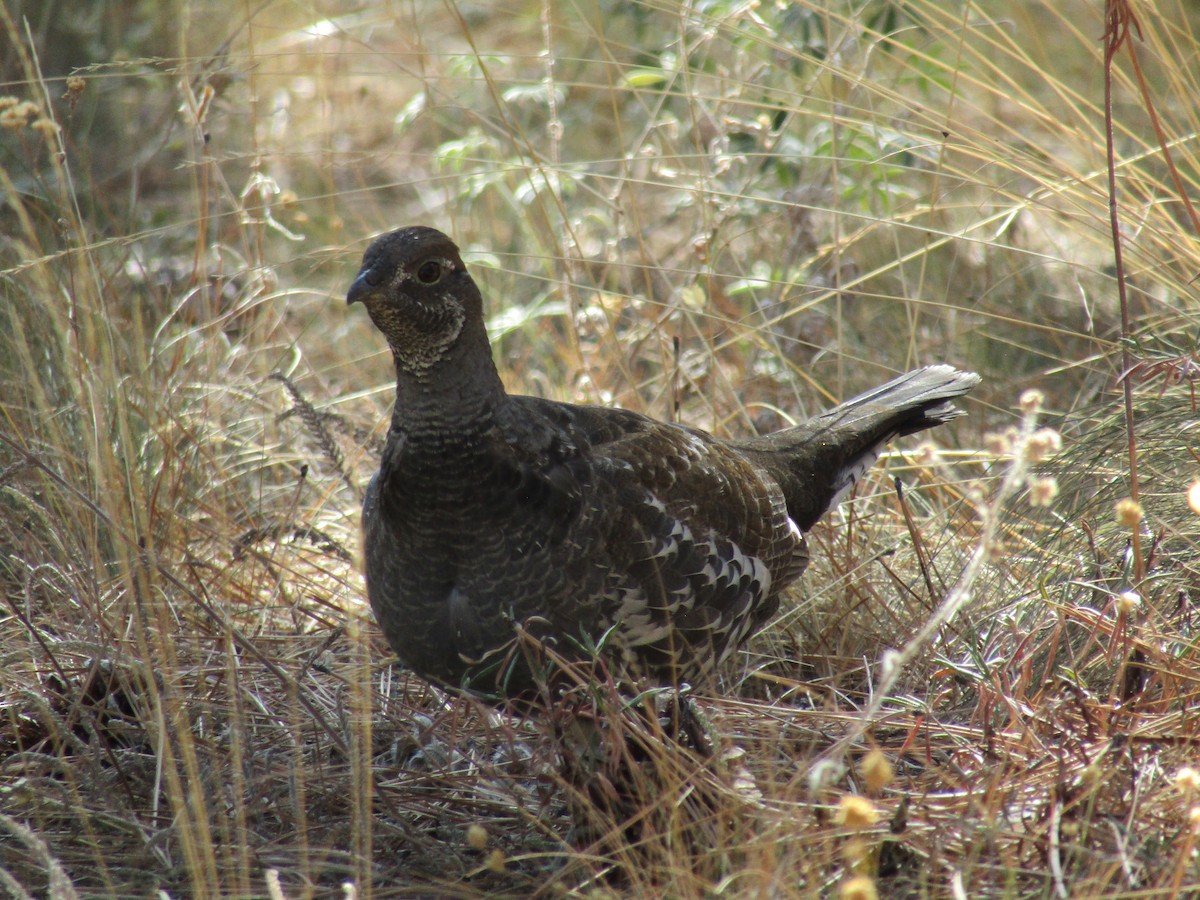 Dusky Grouse - Elizabeth Medes