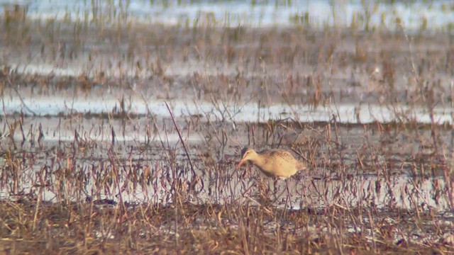 Marbled Godwit - ML488236911