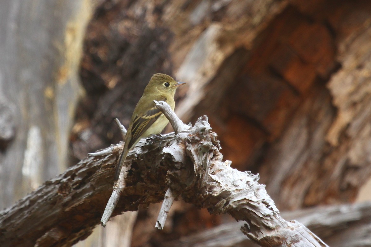 Western Flycatcher (Pacific-slope) - ML488237121