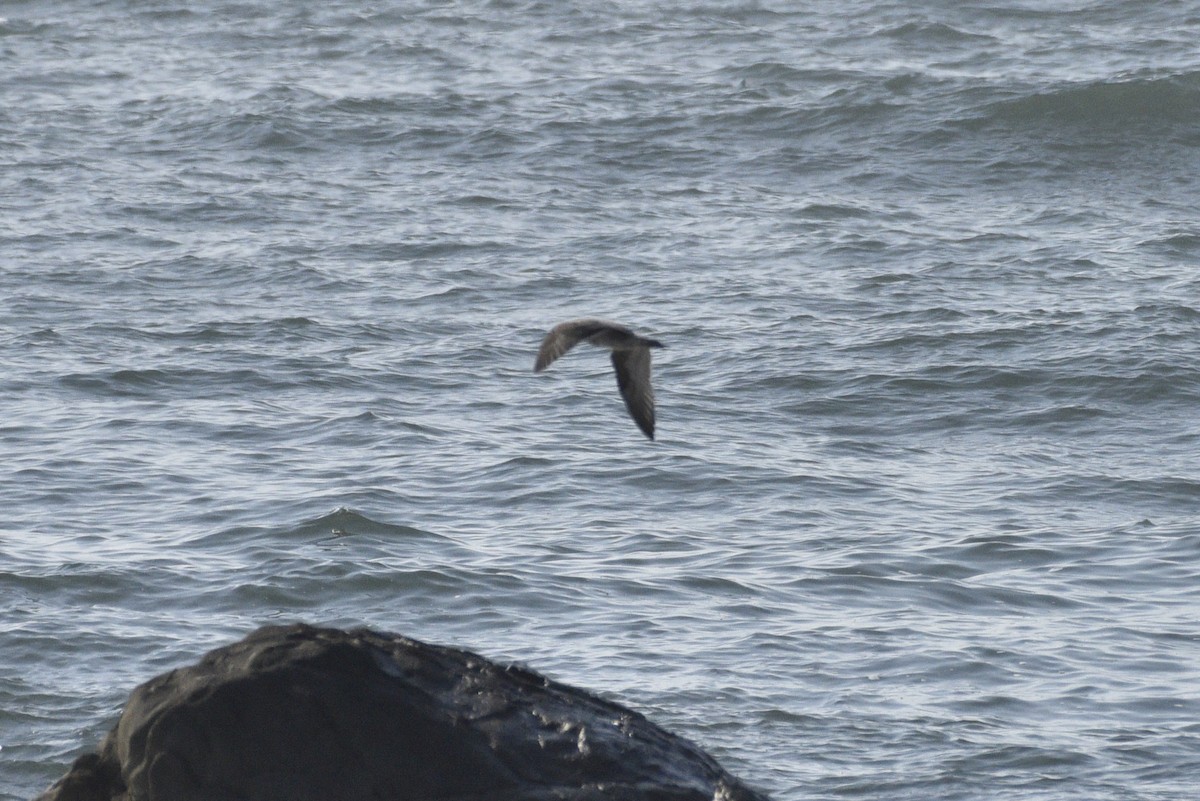 goéland ou mouette sp. - ML488237271