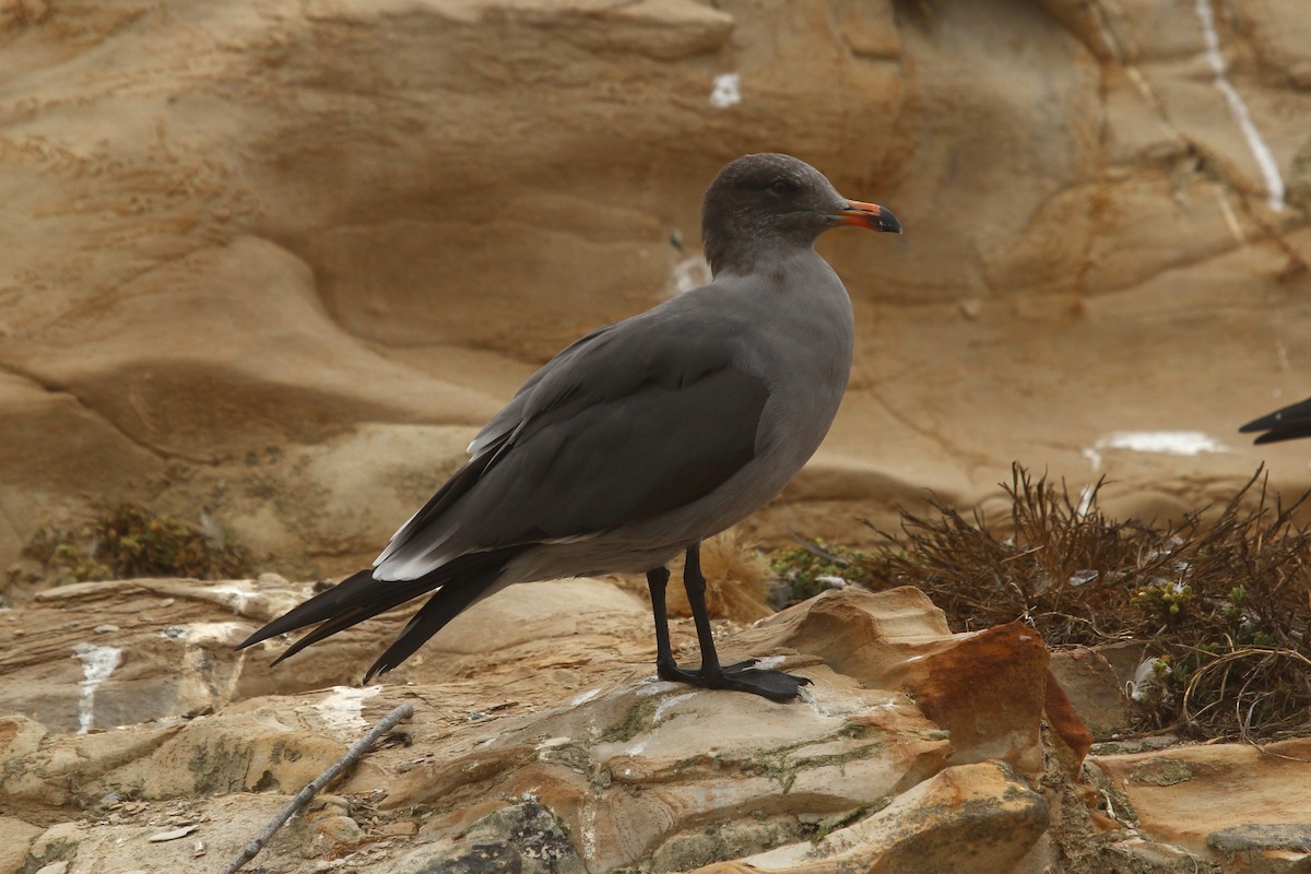 Heermann's Gull - ML488237911