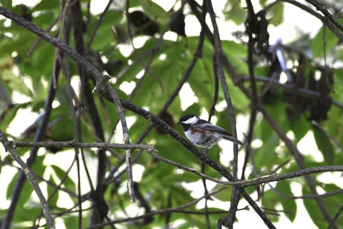 Mésange à dos marron - ML488239061