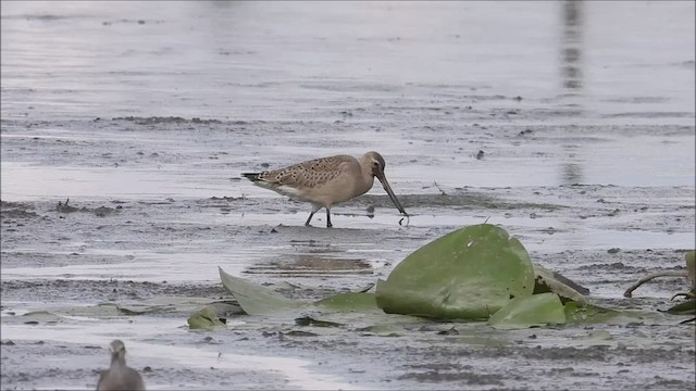 Hudsonian Godwit - ML488240121
