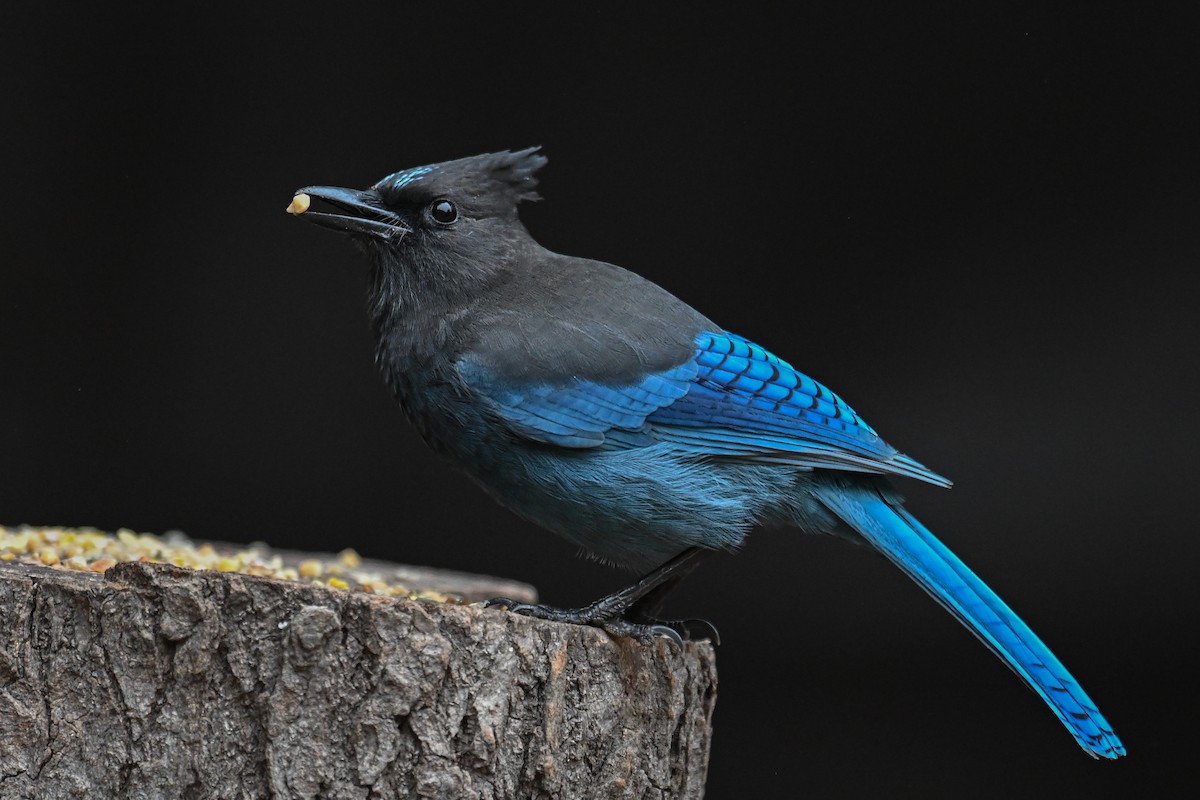 Steller's Jay - ML488241741