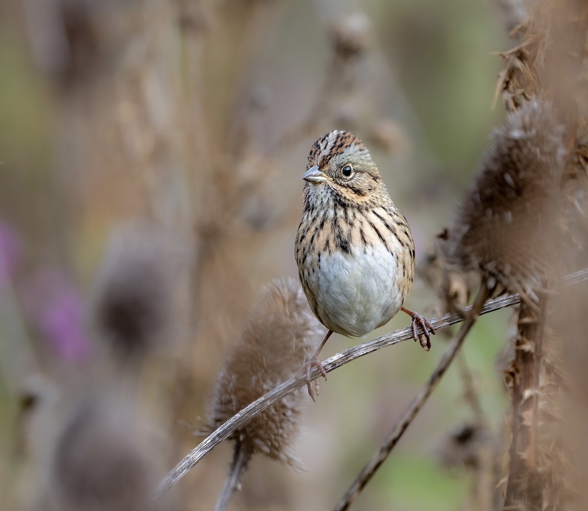 Lincoln's Sparrow - ML488243811