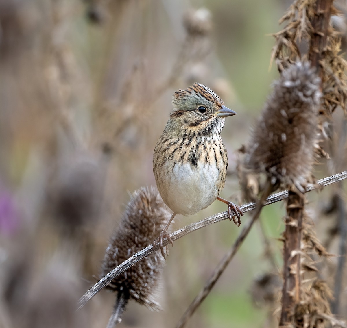 Lincoln's Sparrow - ML488243821