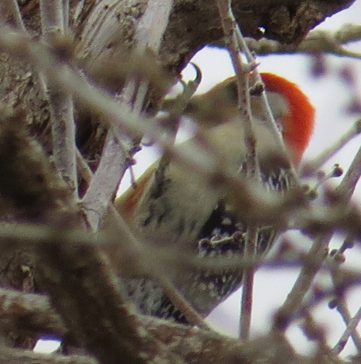 Red-bellied Woodpecker - ML48824821