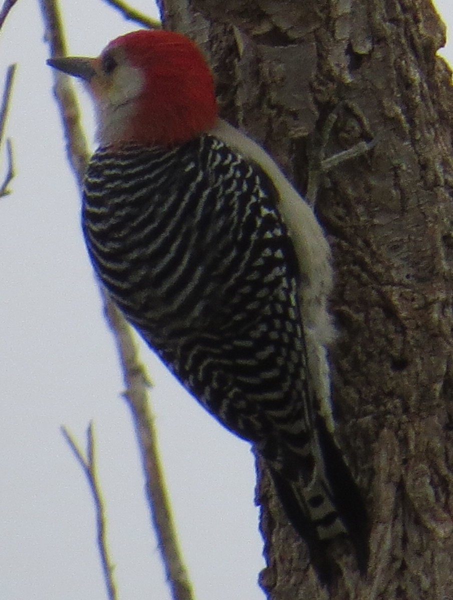Red-bellied Woodpecker - ML48824831